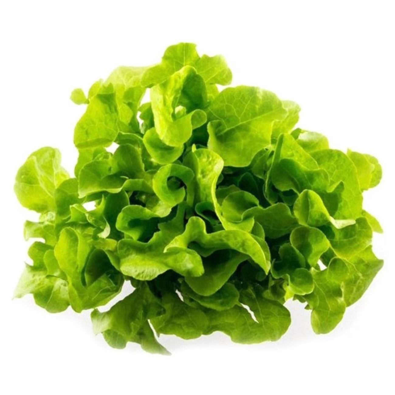 Lechuga Hidropónica